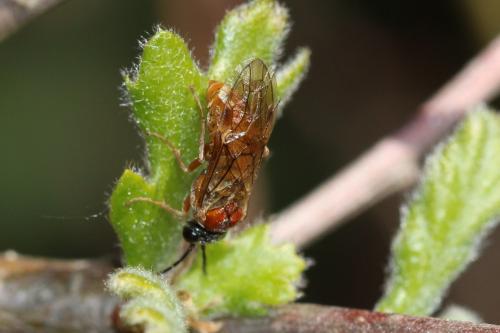 Réf. 253 363 : Periclista sp.